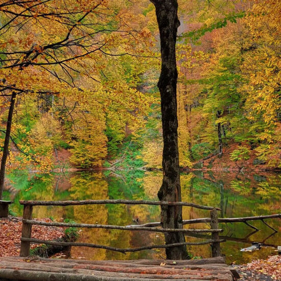 Şahdağ Milli Parkının gözəlliyinə gözəllik qatan nəcib marallar - FOTO