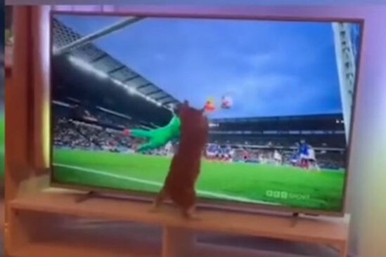 Cərimə zərbəsini "dəf" etməyə çalışan pişik maraqla izlənildi - VİDEO