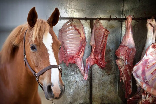 İsmayıllıda at və uzunquluqlar kəsilərək mal əti adı altında satılır? - VİDEO