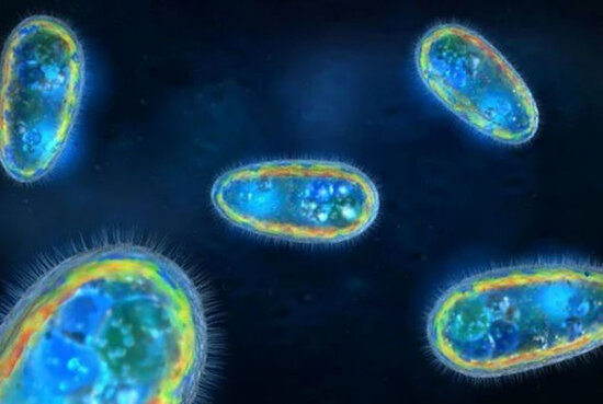 ABŞ-də "beyin yeyən amöb" can aldı - FOTO