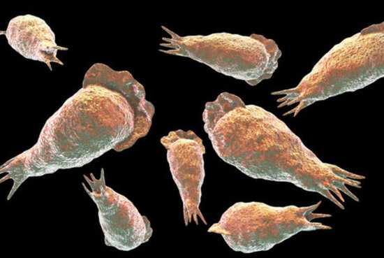 ABŞ-də "beyin yeyən amöb" can aldı - FOTO