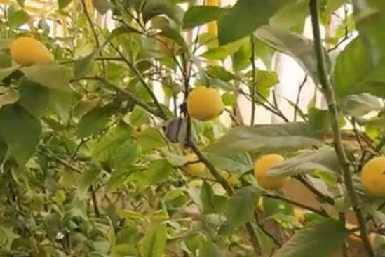 Ölkənin ən bahalı limonları hansı bölgədə satılır? - VİDEO