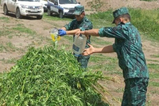 Laçında bir tondan artıq çətənə kolu məhv edilib - FOTO