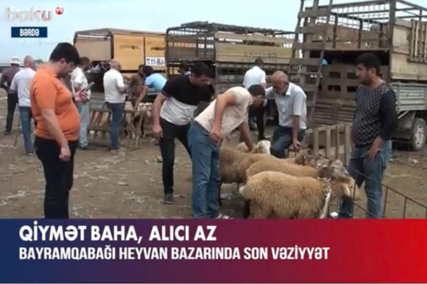 Bayramqabağı heyvan bazarında SON VƏZİYYƏT - VİDEO