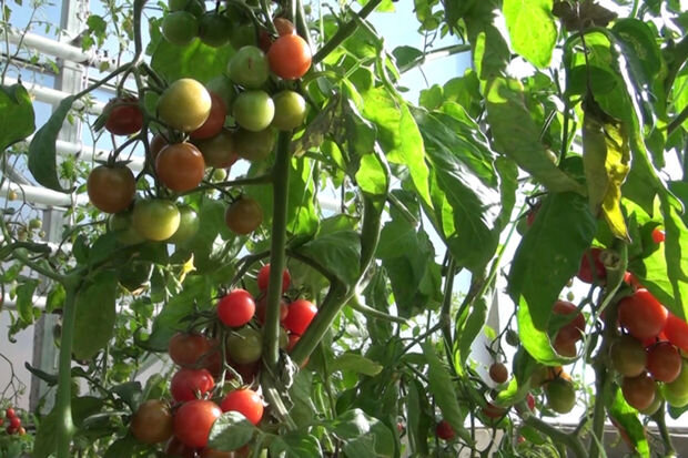 Laçında yetişdirilən məhsullar satışa çıxarılır - VİDEO