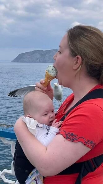 Ananın uşağı yatızdırmağından "istifadə edən" qağayı onun dondurmasını oğurladı - FOTO