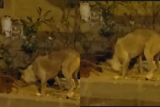 Misirdə it yolun ortasında qalan ölü pişiyi basdırdı - FOTO/VİDEO