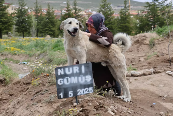 "Qərib" adlı it 6 gündür ölən sahibinin məzarından bir an belə ayrılmır - VİDEO