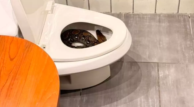 Gecə saat 3-də tualetə girdi, nəhəng ilanla qarşılaşdı