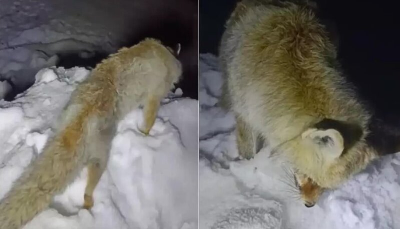 İllərdi dillərdə dolaşan əfsanə gerçəyə çevrildi - VİDEO