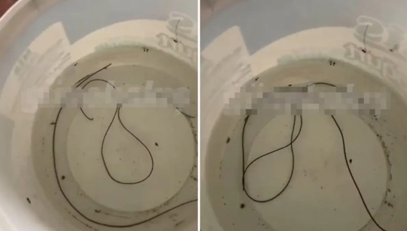 Evindəki krandan hərəkət edən qəribə canlı çıxdı - VİDEO