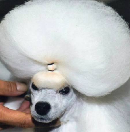 Heyvanlar üçün gülməli SAÇ DÜZÜMÜ - FOTO