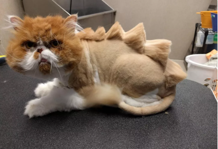 Heyvanlar üçün gülməli SAÇ DÜZÜMÜ - FOTO