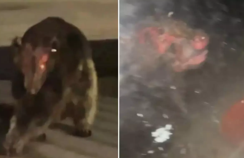 Mütəxəssisləri belə təəccübləndirən sirli varlıq: "Heç bir məlum növə bənzəmir"