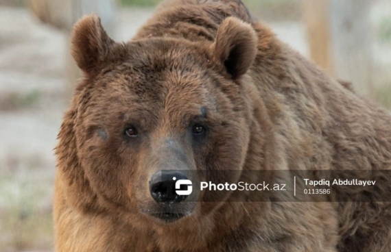 Hindistanda ayı məktəbə soxuldu: Sinif otağının qapısını sındıraraq şagirdi apardı