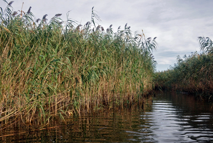 Qobustanda 9 yaşlı uşaq gölməçəyə düşərək ölüb