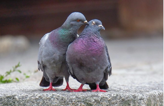 Göyərçinlərin sağlamlığımız üçün gizli təhlükəsi