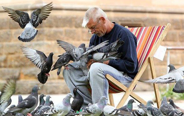 Göyərçin yemləyənlərin cərimələnməsi təklif edildi