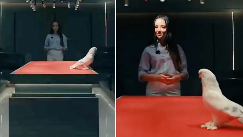 Eşidənlər qulaqlarına inanmadı: Göyərçini iki avtomobil qiymətinə satdılar - VİDEO