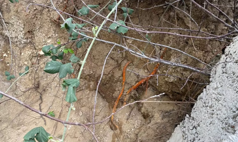 Gül əkmək üçün bağçaya düşdü, torpağı qazanda dəhşətlə qarşılaşdı - VİDEO