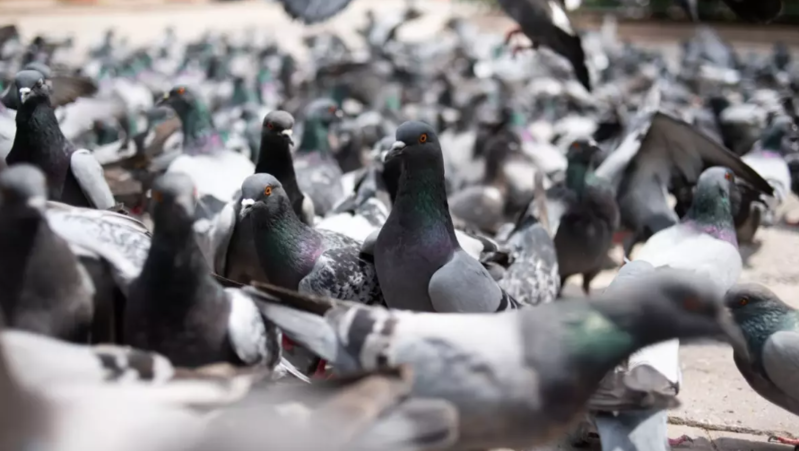 Hindistanda ictimai yerlərdə göyərçinləri yemləmək qadağan edildi