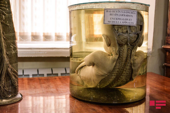 Alim: "Tək yaralı yerimiz meyit azlığıdır" - FOTO