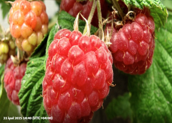 Hansı moruğu qətiyyən almamalısınız