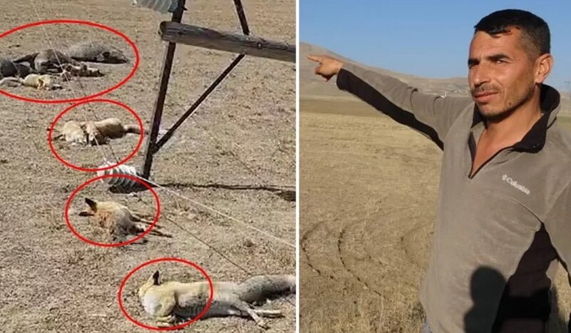 Elektrik xətti çoxsaylı vəhşi heyvanın tələf olmasına səbəb oldu - VİDEO