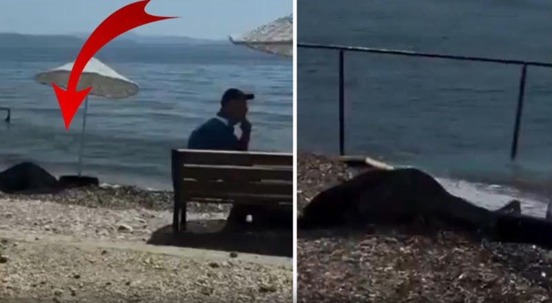 Qadının cansız bədəni sahilə vurdu, ətrafdakı insanlar heç nə olmamış kimi davam etdilər - VİDEO