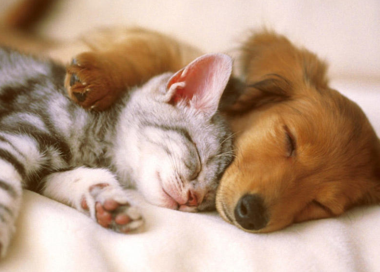 Ev heyvanlarının satışı ilə məşğul olan şəxslər cəzalandırıla bilərmi? - AÇIQLAMA