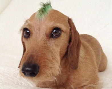 Heyvanlar üçün gülməli SAÇ DÜZÜMÜ - FOTO