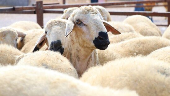 AQTA-dan Qurban bayramı ilə bağlı MÜRACİƏT