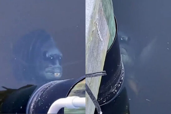 İnsana bənzəyən balıq görənləri təəccübləndirdi - VİDEO