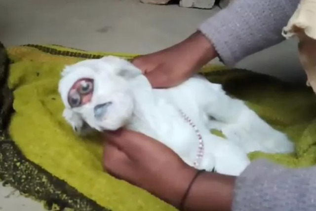 Üzü insan sifətinə bənzəyən keçi doğuldu - FOTO