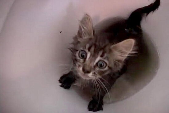 Kanalizasiyaya atılan pişik qonşu mənzilin unitazından çıxdı - FOTO