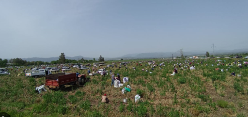 70 hektar soğan əkdi, sata bilməyib pulsuz PAYLADI: 3 min adam tarlaya axışdı - VİDEO
