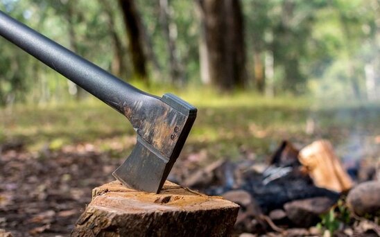 Bakıda ağacı zədələyən şəxs cəzalandırılıb