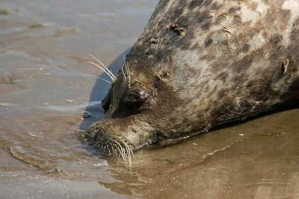 Sumqayıt sahilində suiti niyə ölüb? - FOTO