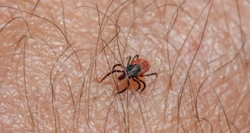 3 uşaq anası gənədən həyatını itirdi