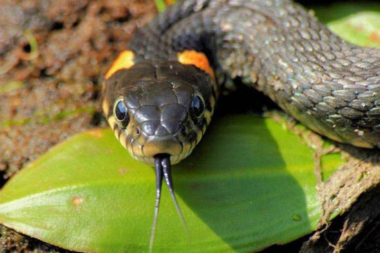 13 yaşlı oğlanı ilan sancıb