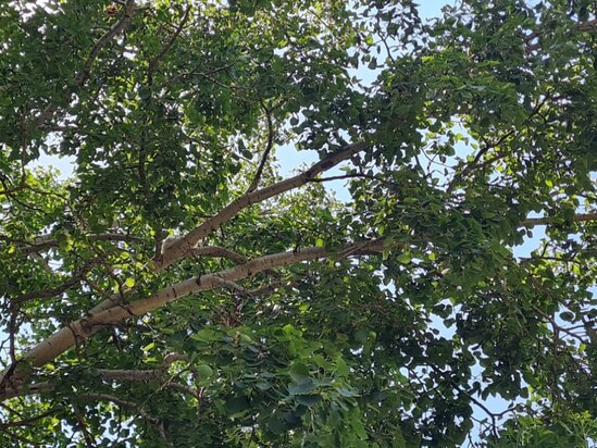 Şamaxıda pişik bir həftədir ağacda qalıb - FOTO