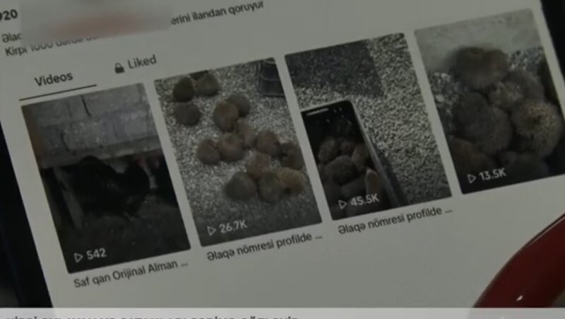 Ovlanma və satışı qanunsuz olan kirpinin elan saytlarında nə işi var? - VİDEO