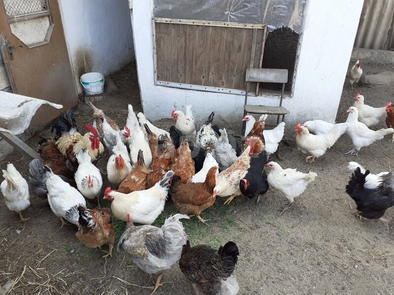 Ölkəmizə kənd toyuqları da XARİCDƏN GƏTİRİLİR? - VİDEO