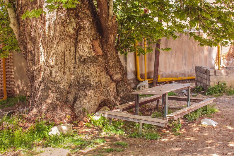 Əsrlərlə yaşı olan qədim ÇİNARLAR: Hər məhəllədə rast gəlmək mümkündür - VİDEO