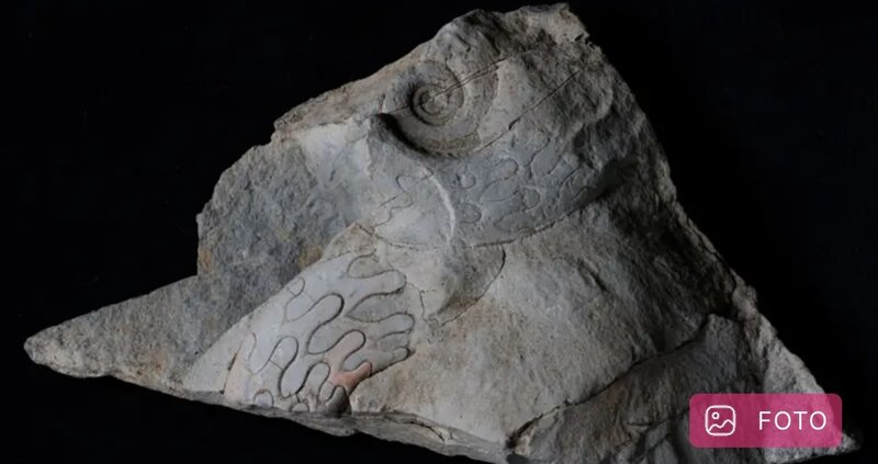 Arxeoloqlar Böyük Britaniyada 340 milyon illik unikal dəniz fosilləri aşkarladılar