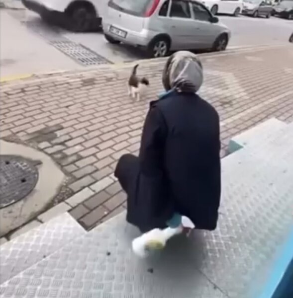 Küçə pişiyinə sprey sıxan market işçisi saxlanıldı - VİDEO