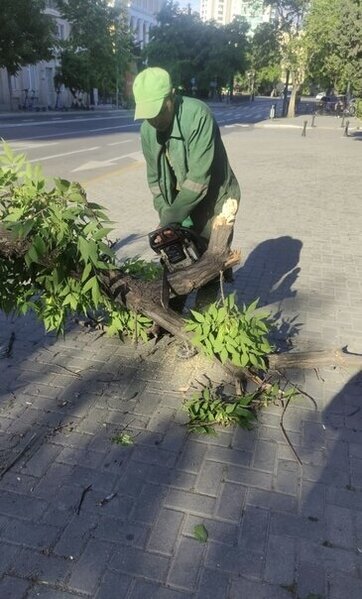 Külək nəticəsində Bakıda 41 ağac sınıb - FOTO