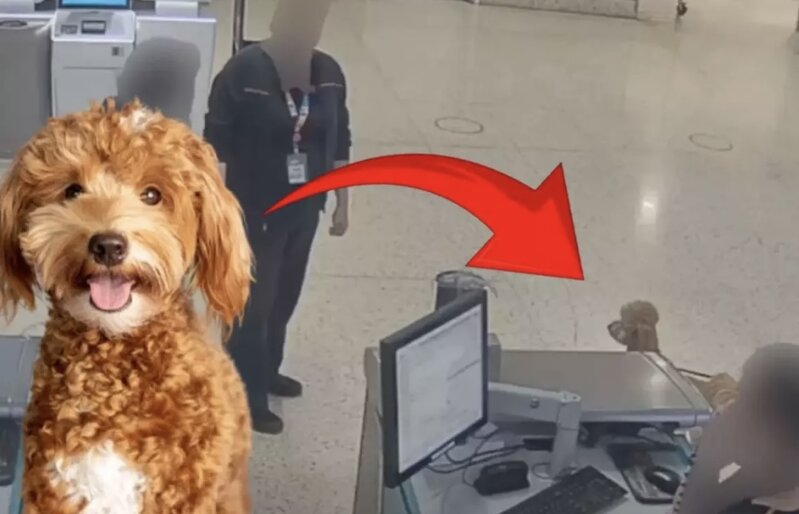 Təyyarəyə minə bilmək üçün itini havalimanında tərk etdi