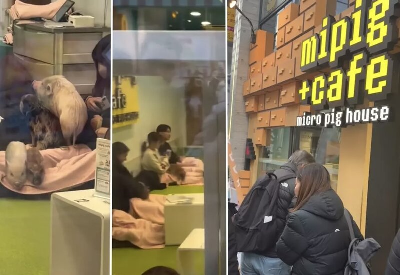 Bu kafedə donuzlarla kofe içirlər - VİDEO