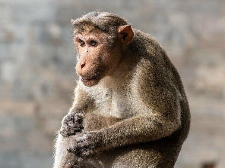 Sərxoş meymun kənddə qarışıqlıq yaratdı: İnsanlara hücum etdi